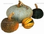 collection-of-squash.JPG